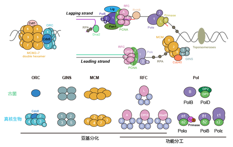 Eukaryotic DNA replication components evolved from the complexification of archaeal components | Image provided by the research team