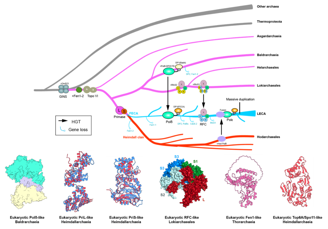 Evolutionary trajectory of DNA replication machinery during eukaryotic origins | Image provided by the research team